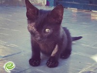 מי יציל את קיקה?