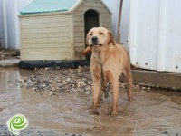 מבצע האימוץ "מחושך לאור" ממשיך
