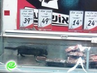 חתול שחור במקרר הבשר של אושר עד
