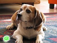 ג'וני לא ידע לכשכש בזנב, מהחיים במעבדה נשארו לו רק פחד וחרדה