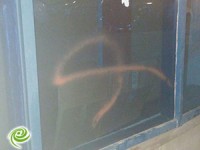 מרסס גרפיטי על ויטרינת בניין מגורים ונתפס בשעת מעשה