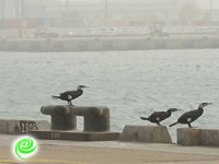 חברת נמל אשדוד שומרת על הסביבה