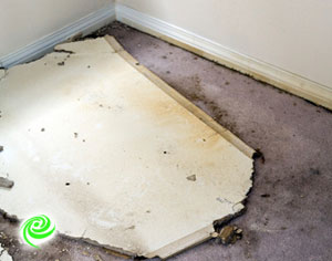 פתרונות מקצועיים לייבוש הצפות ושיקום נזקים בשטיחים ובספות