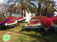 פרפרים ענקיים באלטלנה