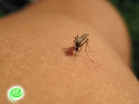 יתוש הטיגריס האסייני