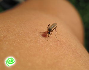 יתוש הטיגריס האסייני