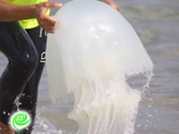 בליגל לא עוצרים קייטנה בגלל מדוזות