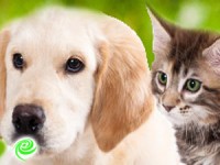 אמץ לך חיית מחמד