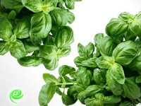 צמחי תבלין לגינה – טעם אחר בגינה שלכם