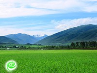 קרקעות חקלאיות למכירה – מידע והמלצות