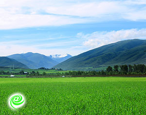 קרקעות חקלאיות למכירה – מידע והמלצות