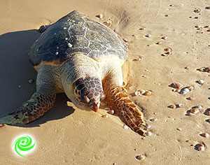 נסחפו לגמרי