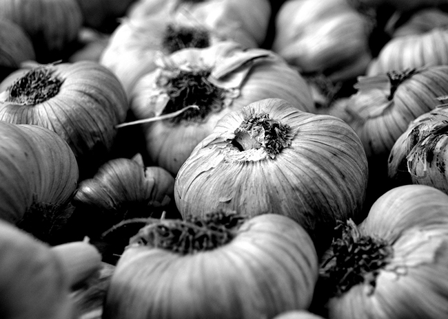 Garlic1