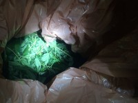 בזמן שישנתם - 14 סוחרי סמים נעצרו הלילה