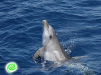 דולפינים בחוף באר שבע… באשדוד