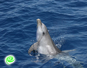 דולפינים בחוף באר שבע… באשדוד
