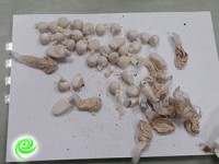 נעצר תושב רמלה שהקים ״זולת״ סמית באשדוד