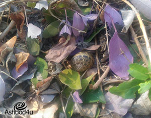 חלזונות, דיונה, זאב אלקין והקשר בניהם