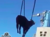 דילמת העגל מנמל אשדוד (וידאו)