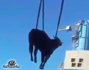 דילמת העגל מנמל אשדוד (וידאו)