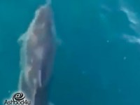 צפו בדולפינים שצולמו סמוך לחופי אשדוד