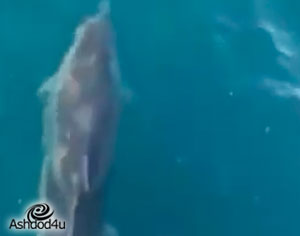 צפו בדולפינים שצולמו סמוך לחופי אשדוד