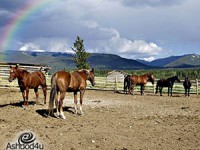 אילו אטרקציות אפשר למצוא בחוות סוסים?