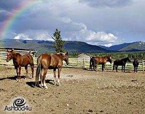 אילו אטרקציות אפשר למצוא בחוות סוסים?