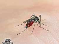 היתושים באים...