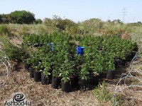 תושב אשדוד נתפס עם ״גינה ירוקה״ פרטית