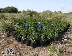 תושב אשדוד נתפס עם ״גינה ירוקה״ פרטית