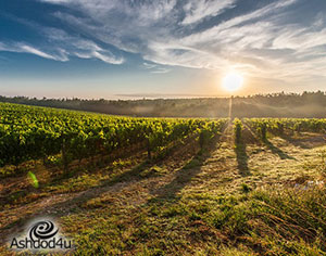 משקים למכירה – משקיעים היום בשביל העתיד