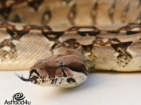 תינוקת כבת שלושה חודשים ננשכה ע״י נחש