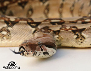 תינוקת כבת שלושה חודשים ננשכה ע״י נחש