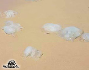 שבת בים? תחשבו עוד פעם