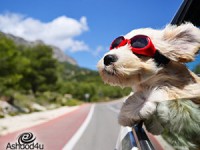 עונת הרחצה נפתחה! גם לכלבים