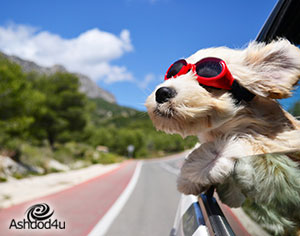 עונת הרחצה נפתחה! גם לכלבים