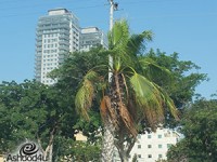 כמות או איכות? הסכם הגג שישנה את פני העיר.