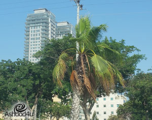 כמות או איכות? הסכם הגג שישנה את פני העיר.