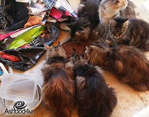 21 חתולים, 3 כלבים וסוס ניצלו בימים האחרונים