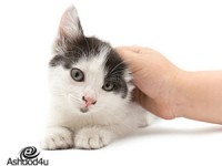 איך לבחור שירותים לחתול?