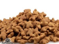 כל מה שצריך לדעת על מזון רפואי לכלבים