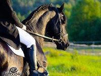 תכירו: קורס מדריכי רכיבה טיפולית