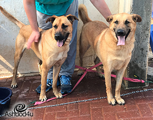 הכן את כלבך ליום העצמאות!