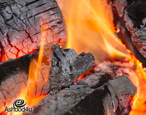 שת"פ בין קבלני אשדוד לעירייה לחלוקת קרשים למדורות ל"ג בעומר