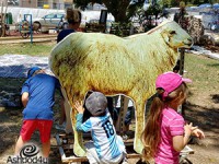 שבועות שיא בחווה