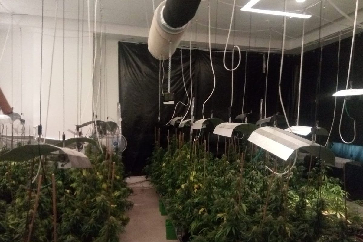 גינה לי חביבה? דירת יוקרה הפכה לחממה לגידול מריחואנה