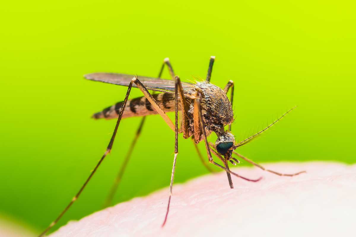 משתגעים מהיתושים? עונת הדגירה של היתושים, בעיצומה