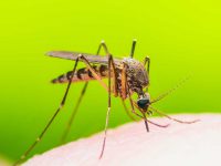 מייבשים את היתושים – איכות חיים ואפילו מציל חיים