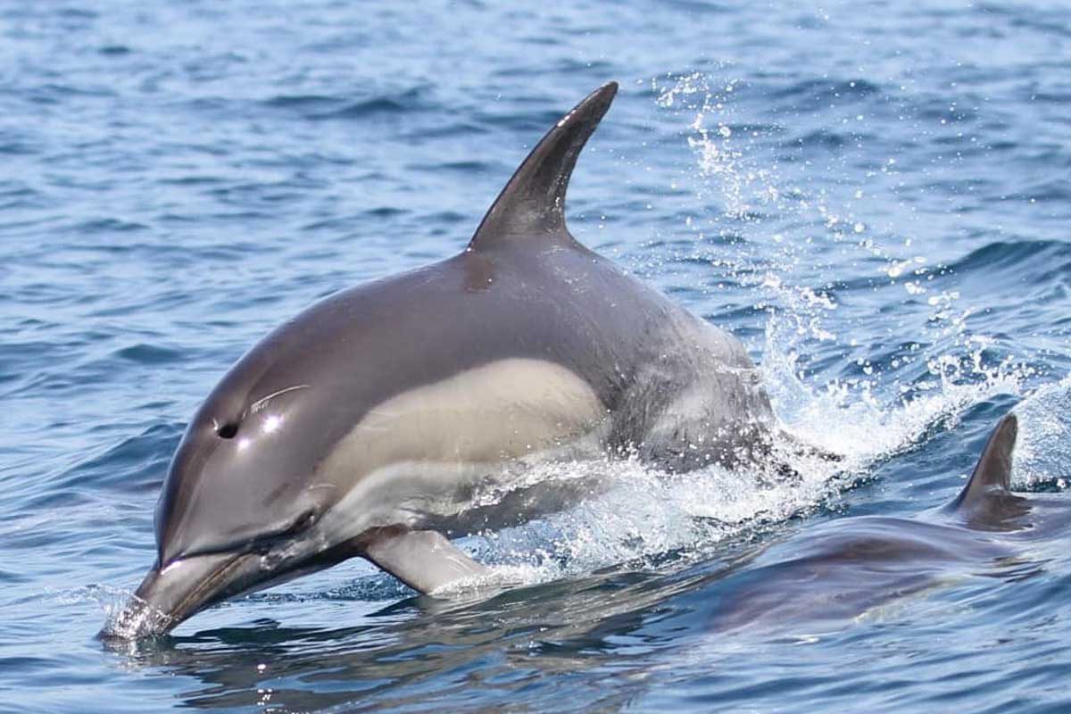 יום הדולפין, אירוע פייסבוק לייב